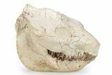 Fossil Oreodont (Leptauchenia) Skull - South Dakota #249245-1